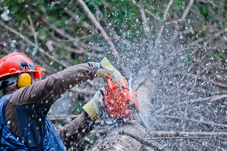 Giardinaggio | Potatura e abbattimento alberi ad alto fusto